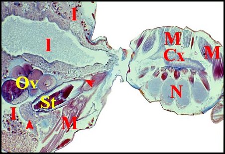 Abdomen spermathque