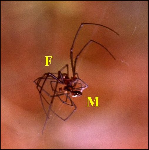 Accouplement Leucauge