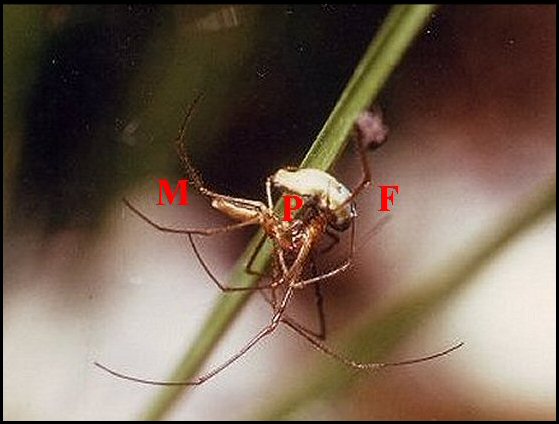 Accouplement Tetragnatha