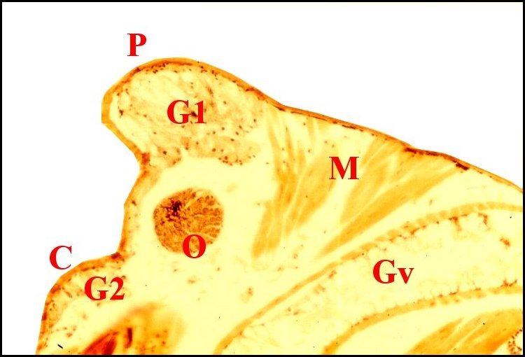 Acronale cognatus 1