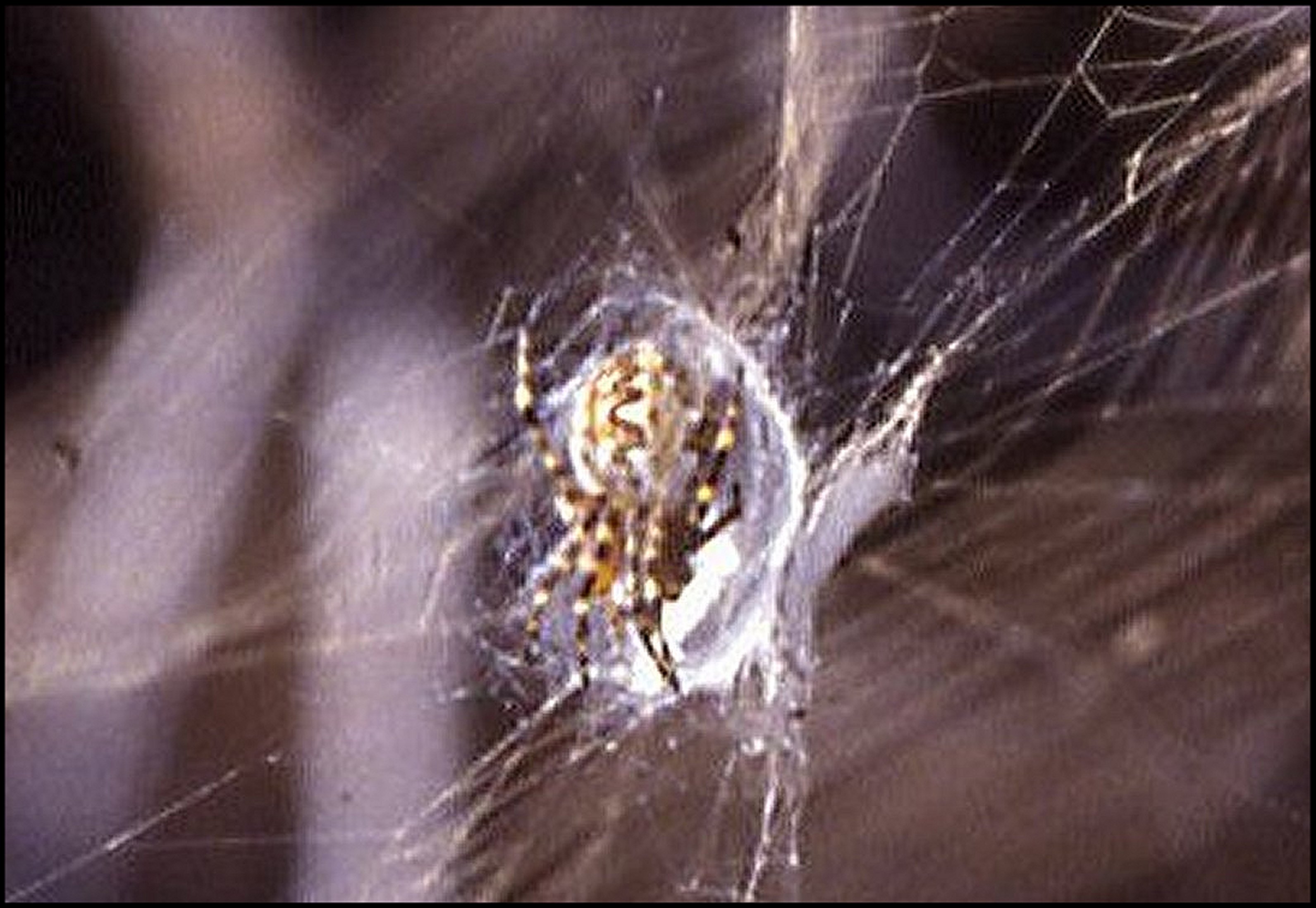 Aculepeira et cupule, détail
