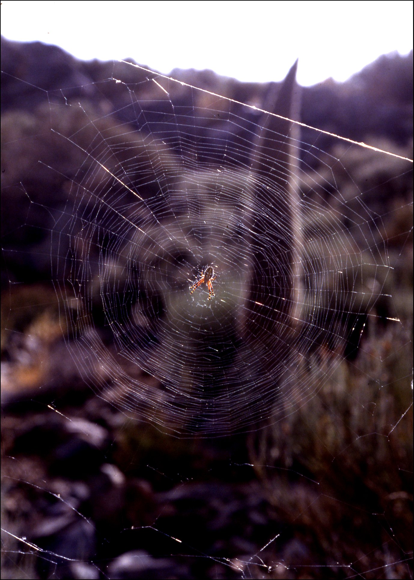 Aculepeira sur toile 1