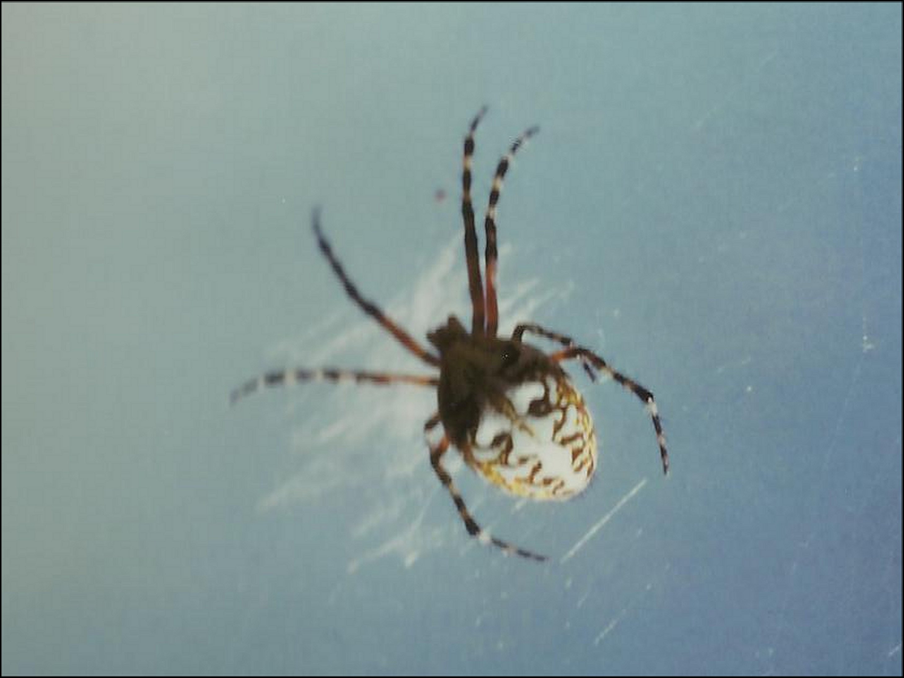 Aculepeira annulipes
