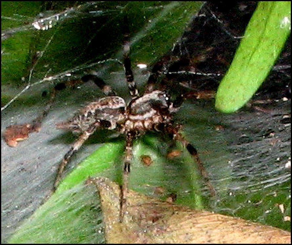 Agelena consociata extraite