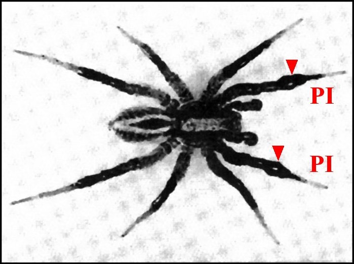 Alopecosa mâle 2