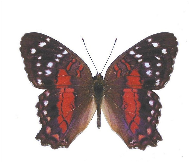 Anartia amathea 1