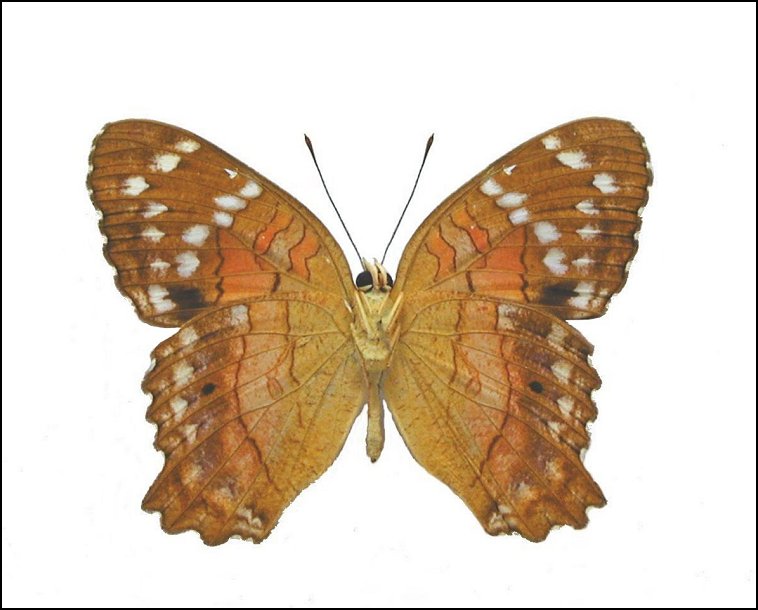 Anartia amathea 2