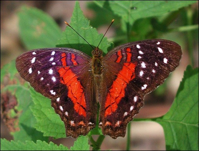 Anartia amathea 3