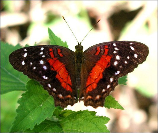 Anartia amathea 4