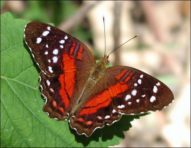 Anartia amathea 5