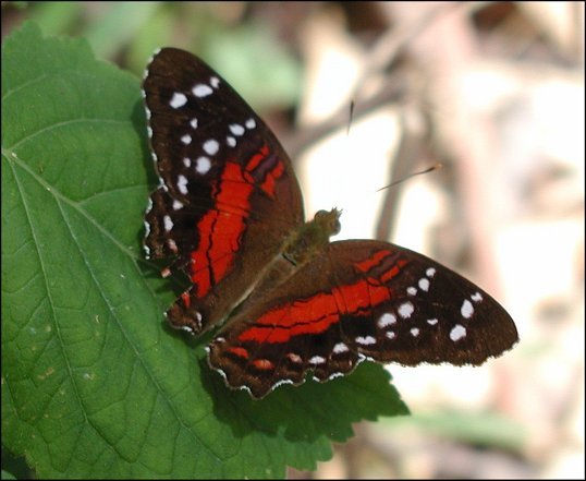 Anartia amathea 6