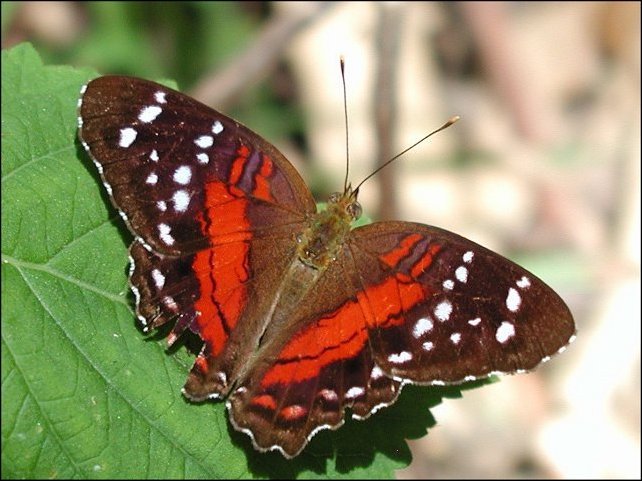 Anartia amathea 7