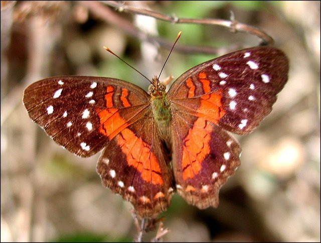 Anartia amathea 8