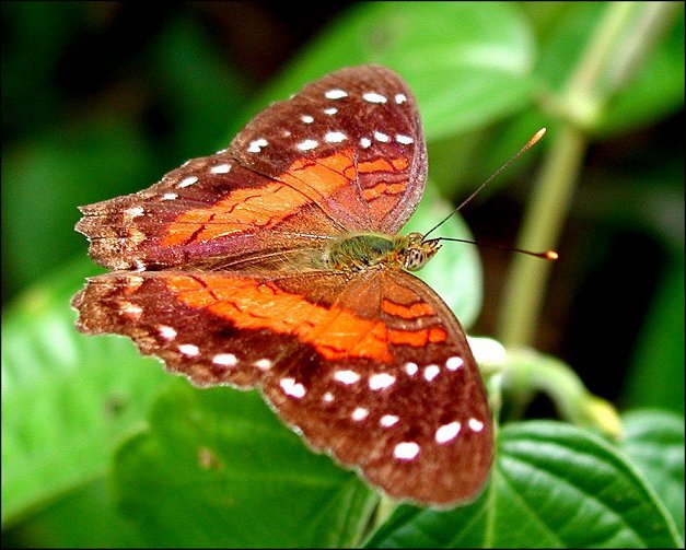 Anartia amathea 9