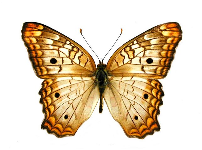 Papillon de la Jatropha