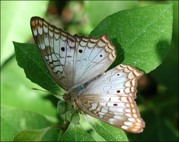 Anartia jatrophae 10