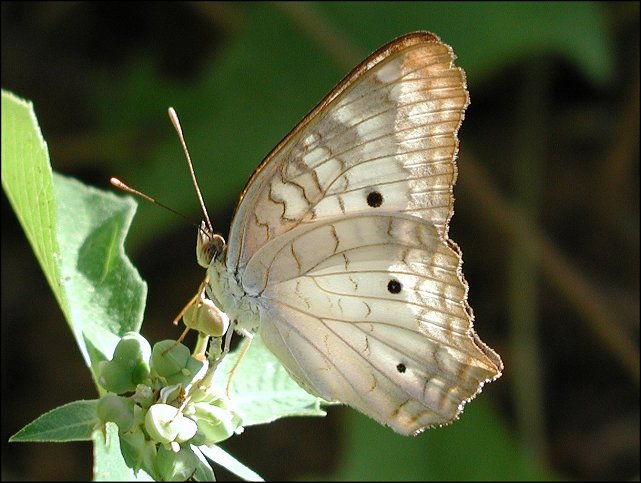 Anartia jatrophae 11