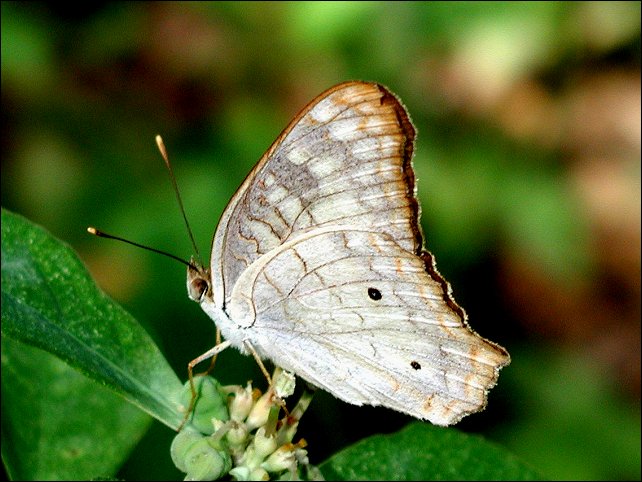 Anartia jatrophae 12