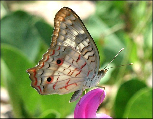 Anartia jatrophae 13