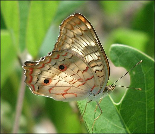 Anartia jatrophae 14