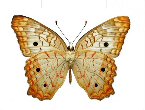 Anartia jatrophae 2