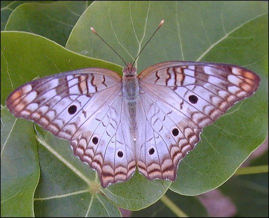 Anartia jatrophae 3