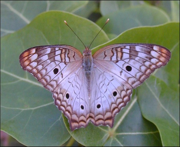 Anartia jatrophae 4