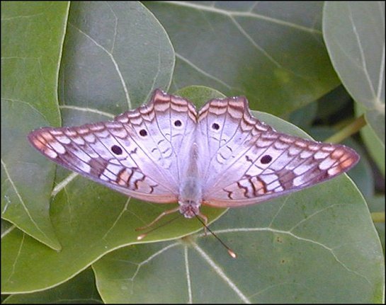 Anartia jatrophae 5