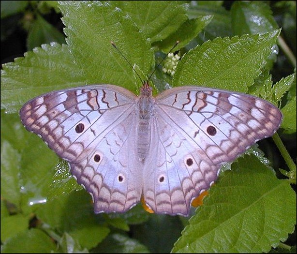 Anartia jatrophae 6