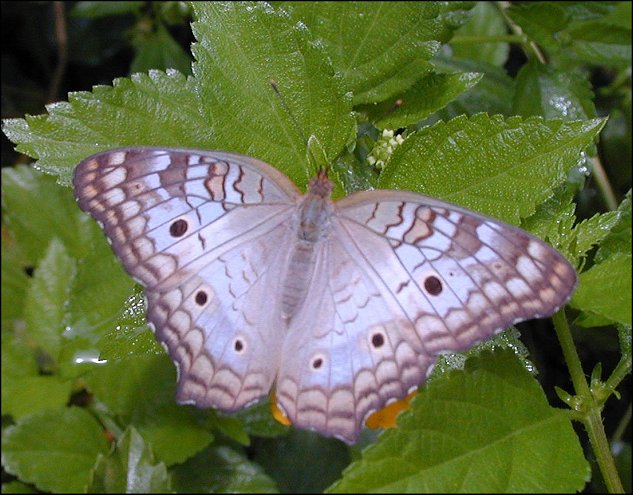 Anartia jatrophae 7