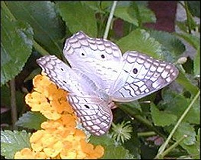 Anartia jatrophae 8