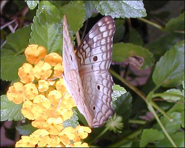 Anartia jatrophae 9