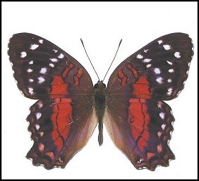 Anartia rouge