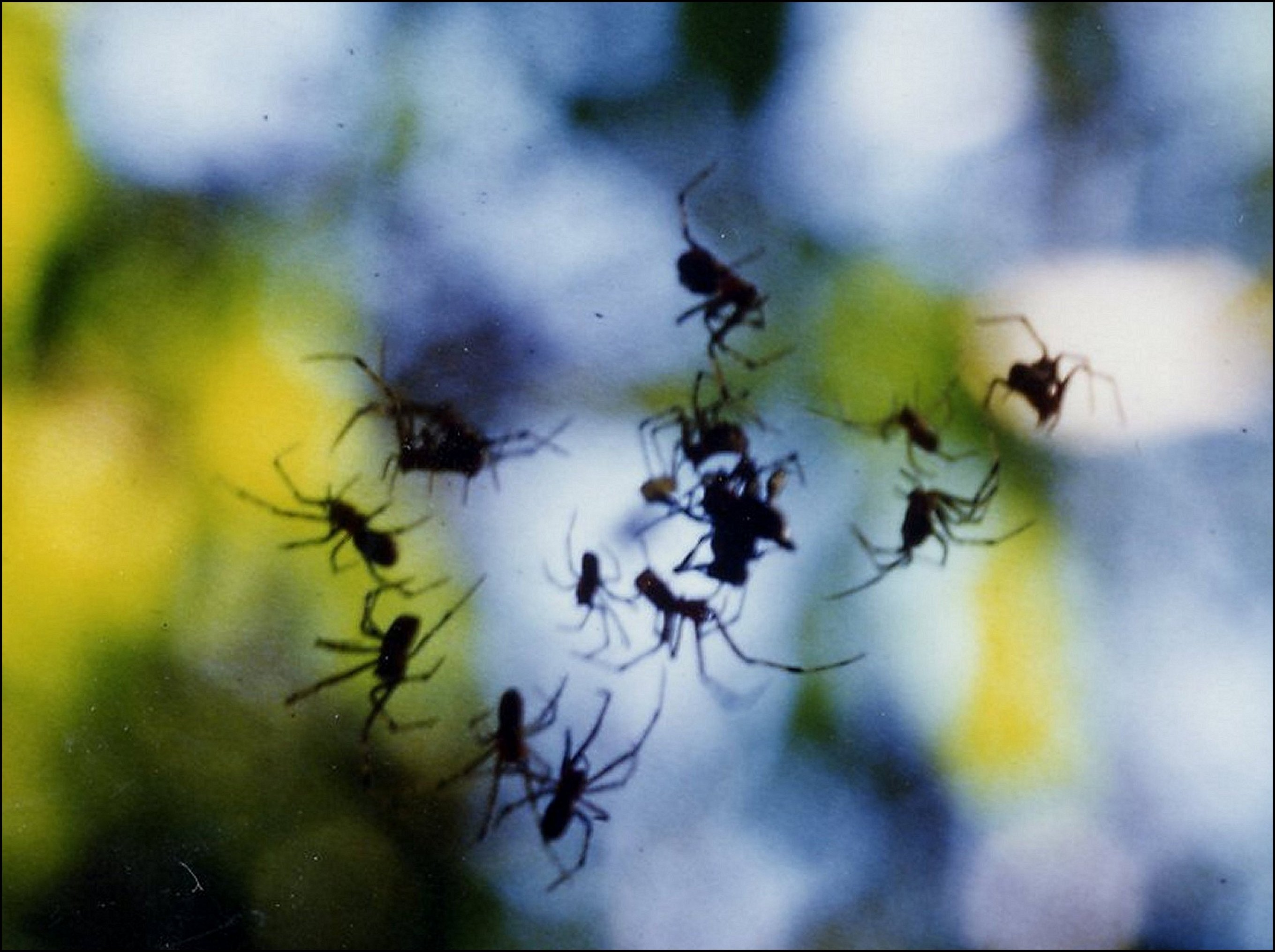 Anelosimus eximius groupe 1