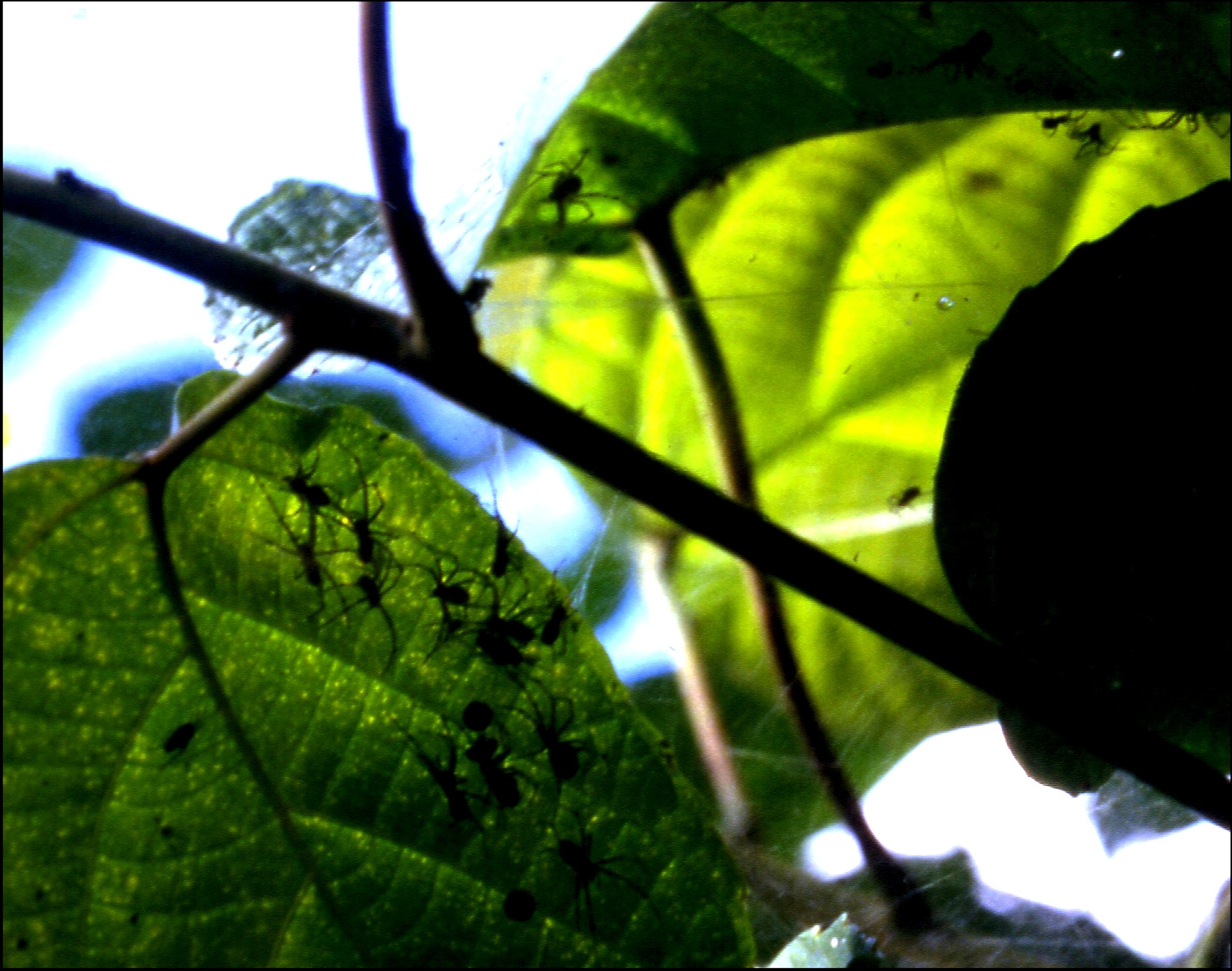 Anelosimus eximius groupe 2