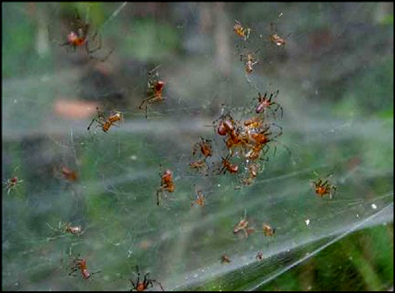 Anelosimus eximius groupe 3