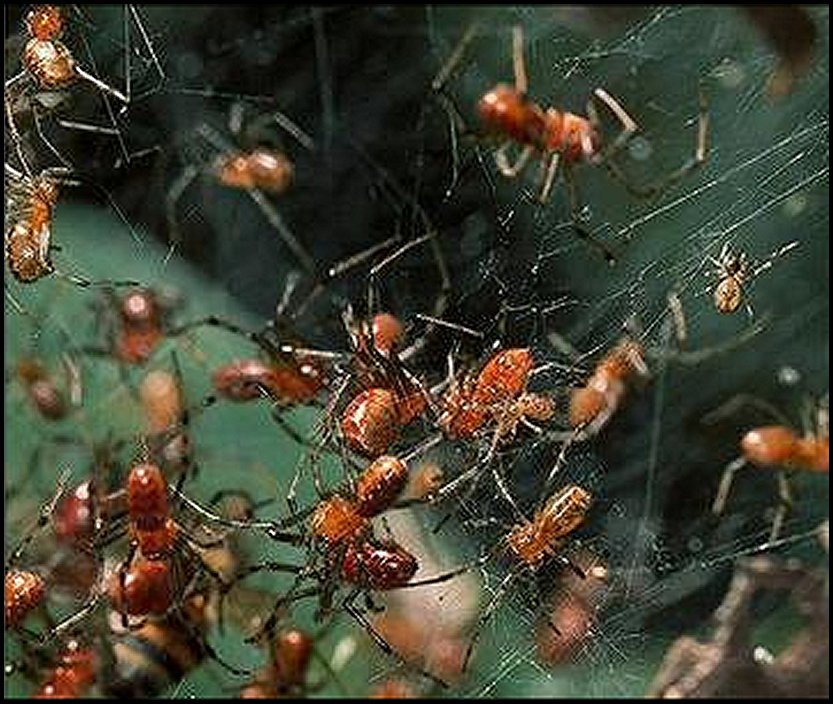 Anelosimus eximius groupe 4