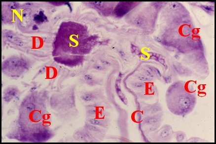 Annexe Ammophile 1