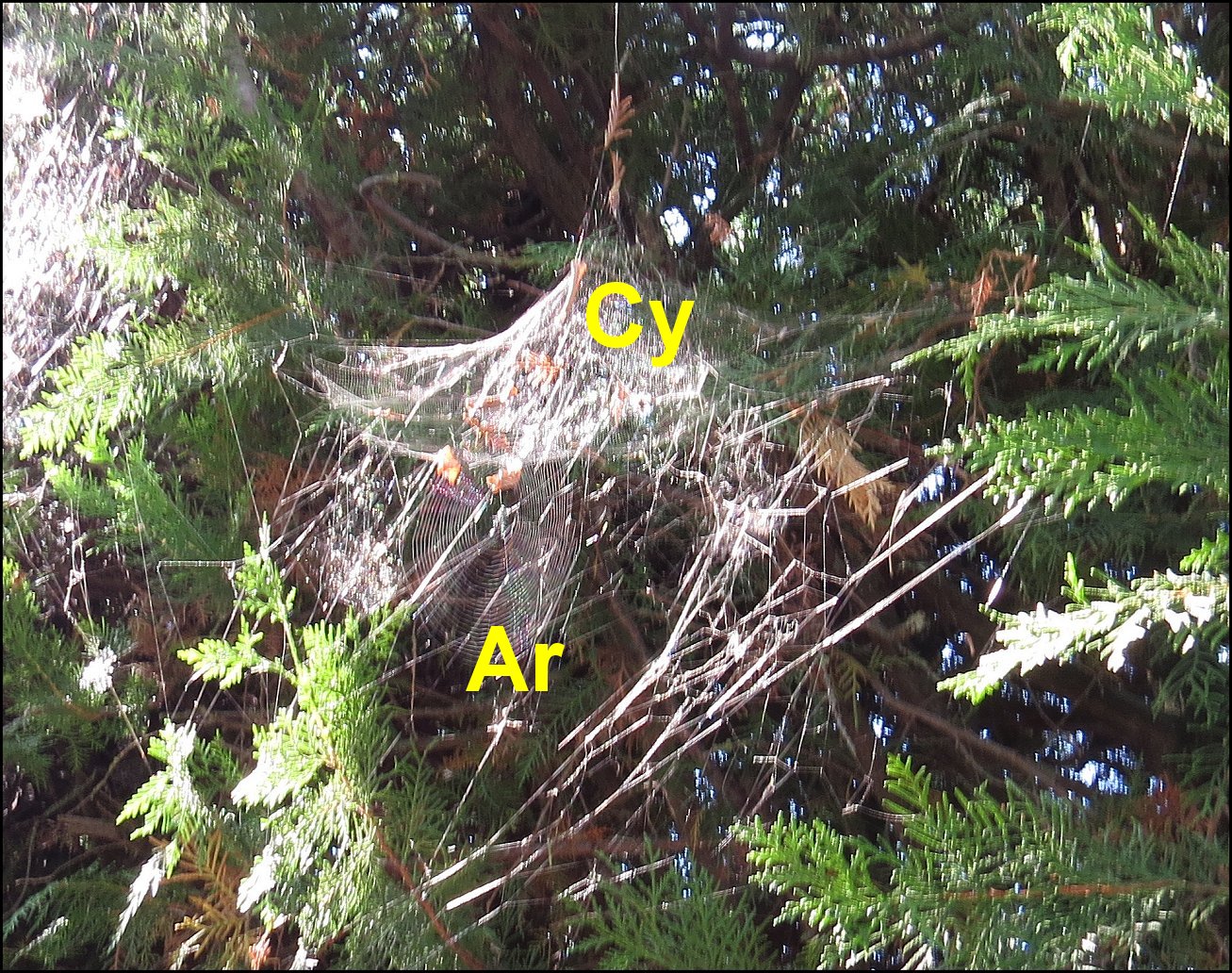 Annexe Cyrtophora avec Araneus 1