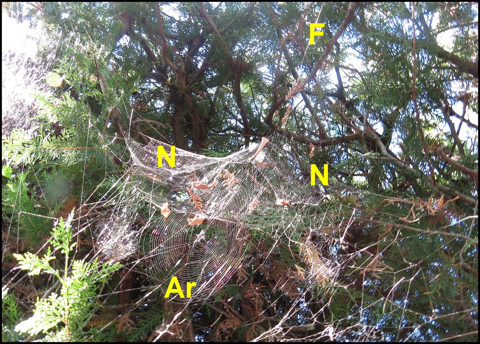 Annexe Cyrtophora avec Araneus 2