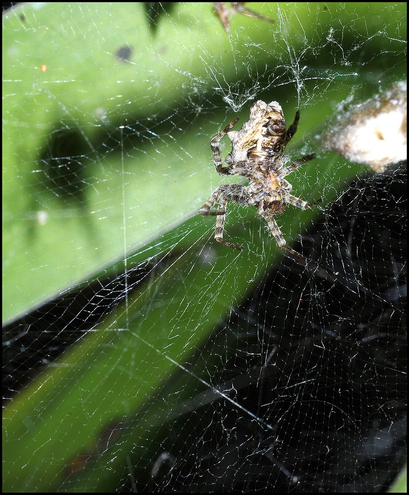 Annexe Cyrtophora Cébazan 1