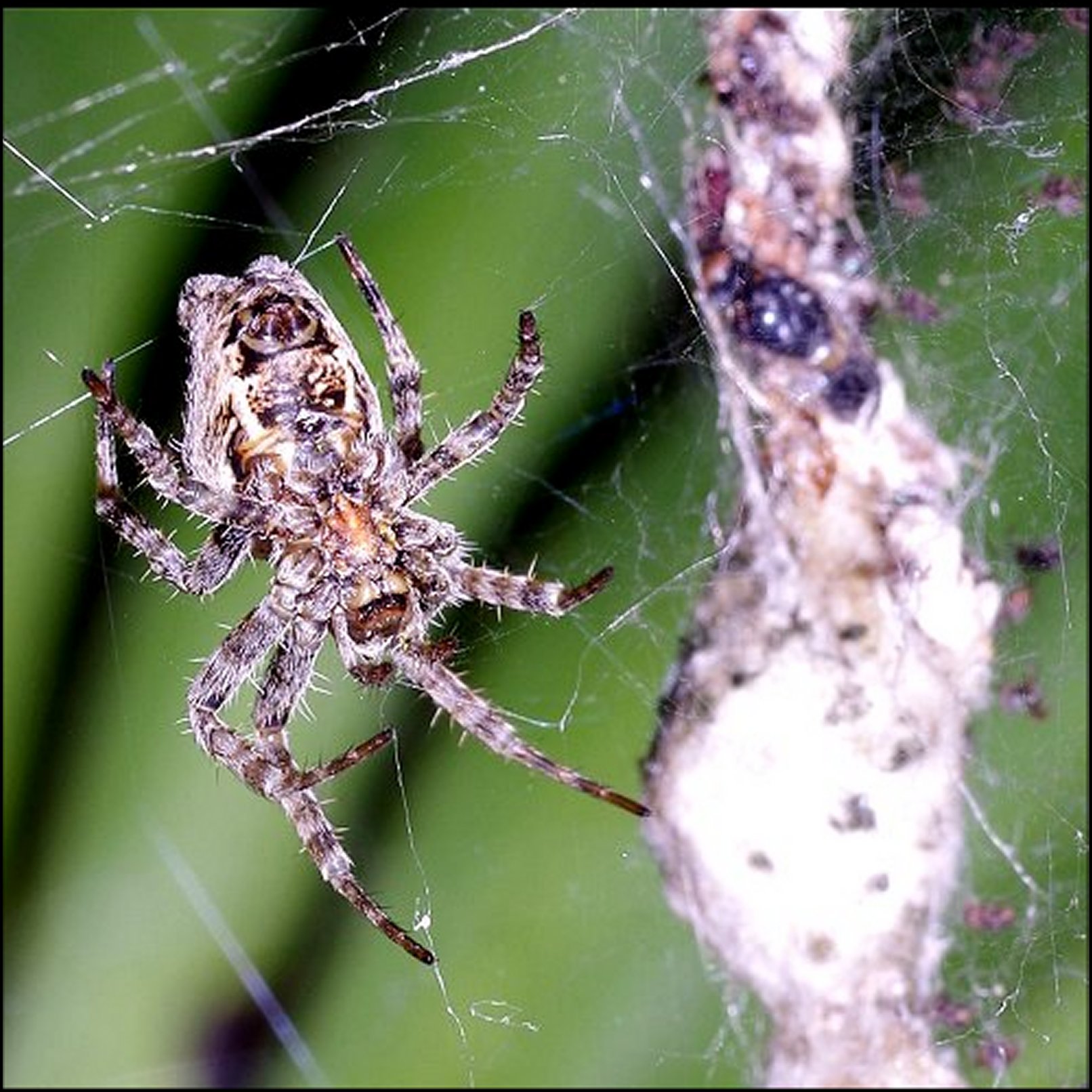 Annexe Cyrtophora Cébazan 3