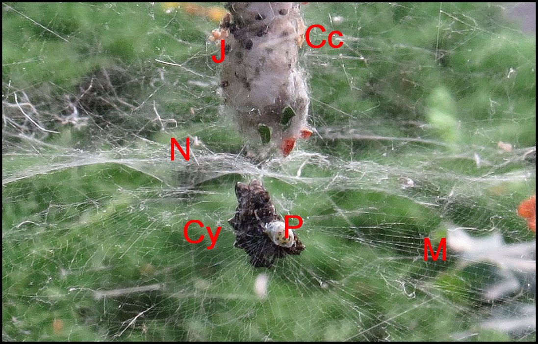 Annexe Cyrtophorae Gigine 1b