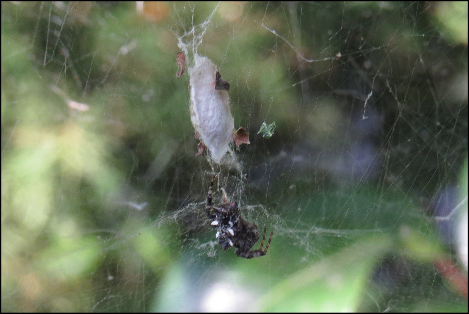 Annexe Cyrtophora Gigine 3