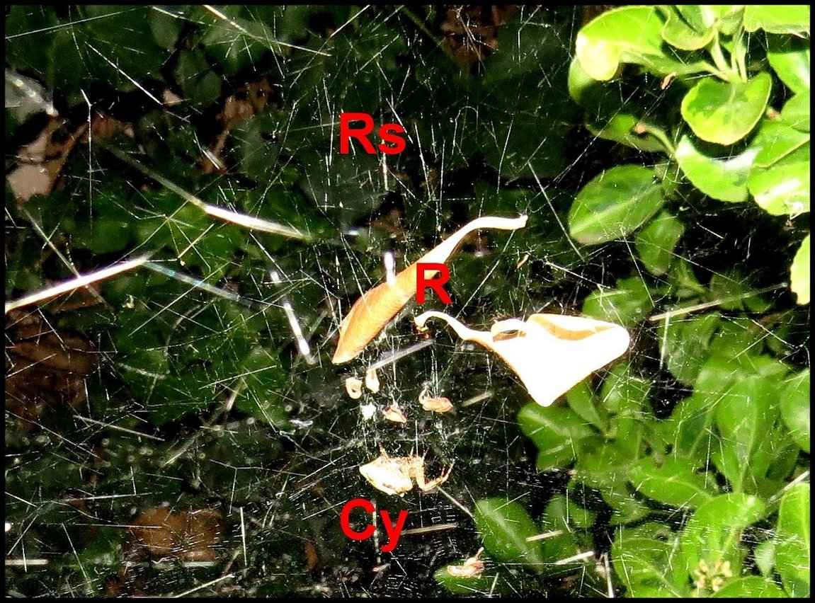 Annexe Cyrtophora Titine sans cocon détail