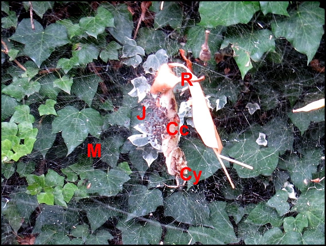 Annexe Cyrtophora Titine  cocons jeunes