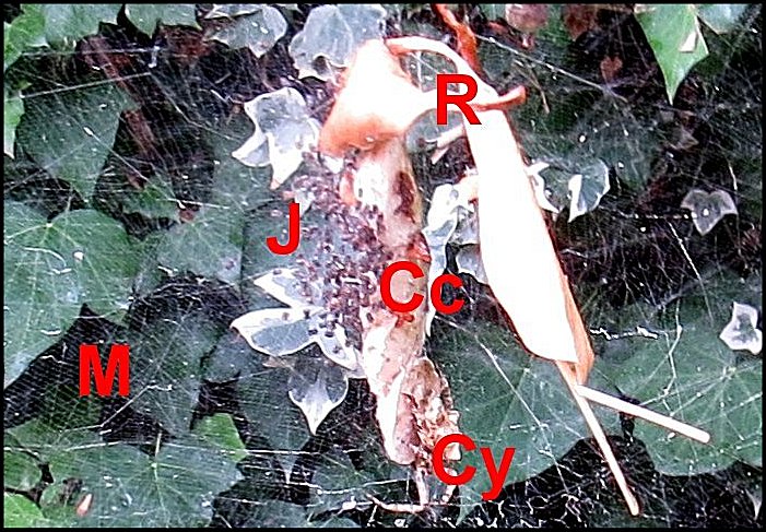 AnnexeCyrtophora