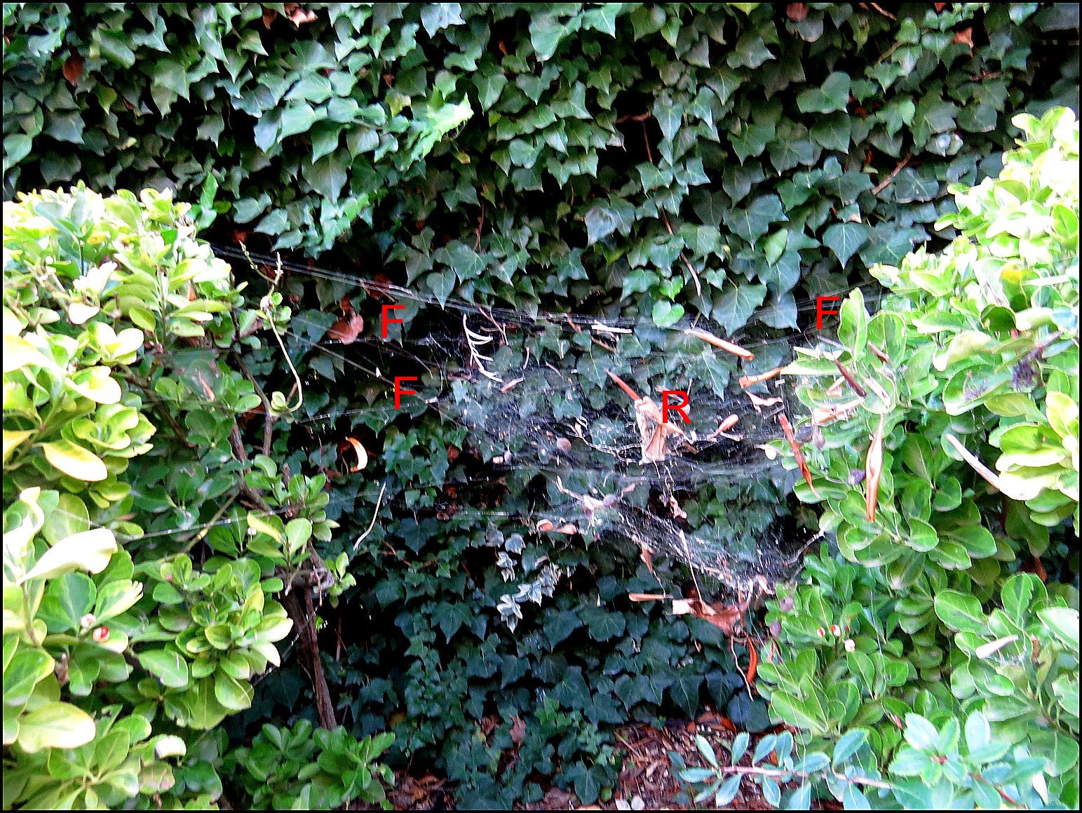 Annexe Cyrtophora Titine 23 Décembre 1