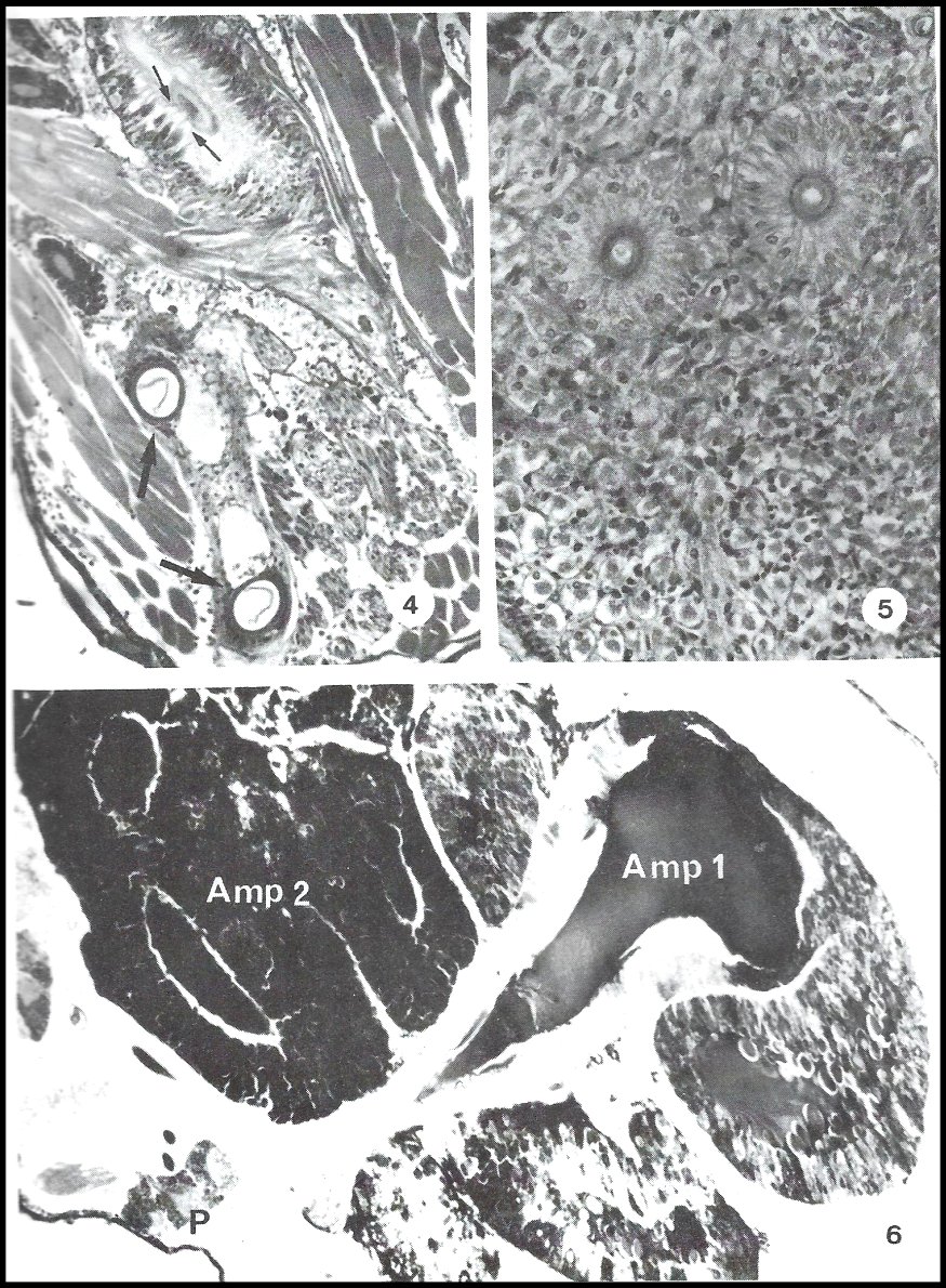 Annexe Cyrtophora appareil séricigène 1