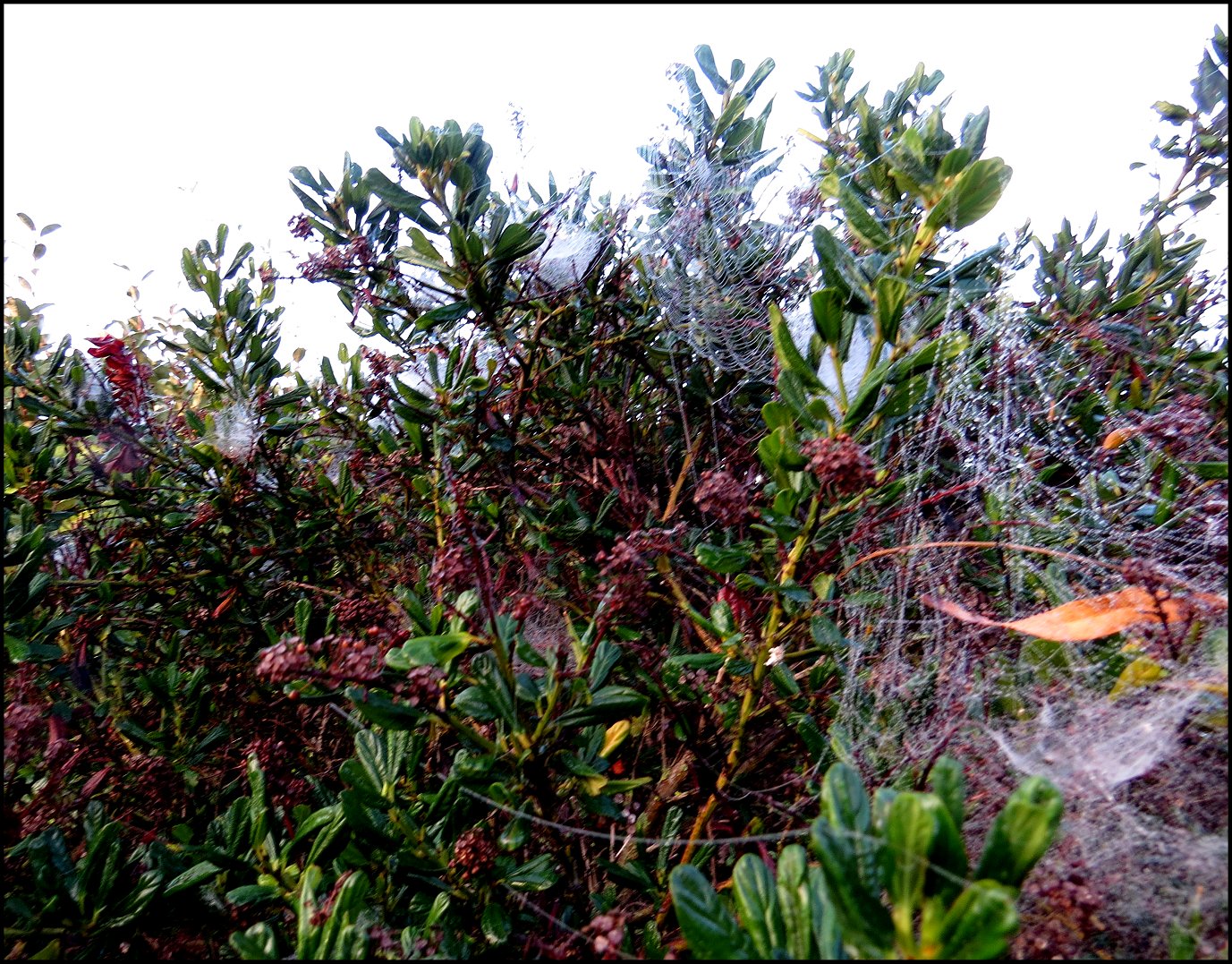 Annexe Cyrtophora arbre de Noel b